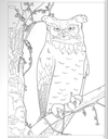 Birds at Home Coloring Book