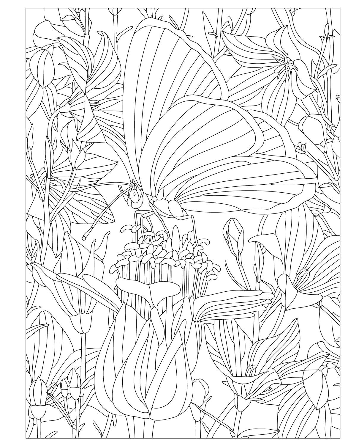 Birds, Butterflies and Bees - A Pollinator Coloring Book