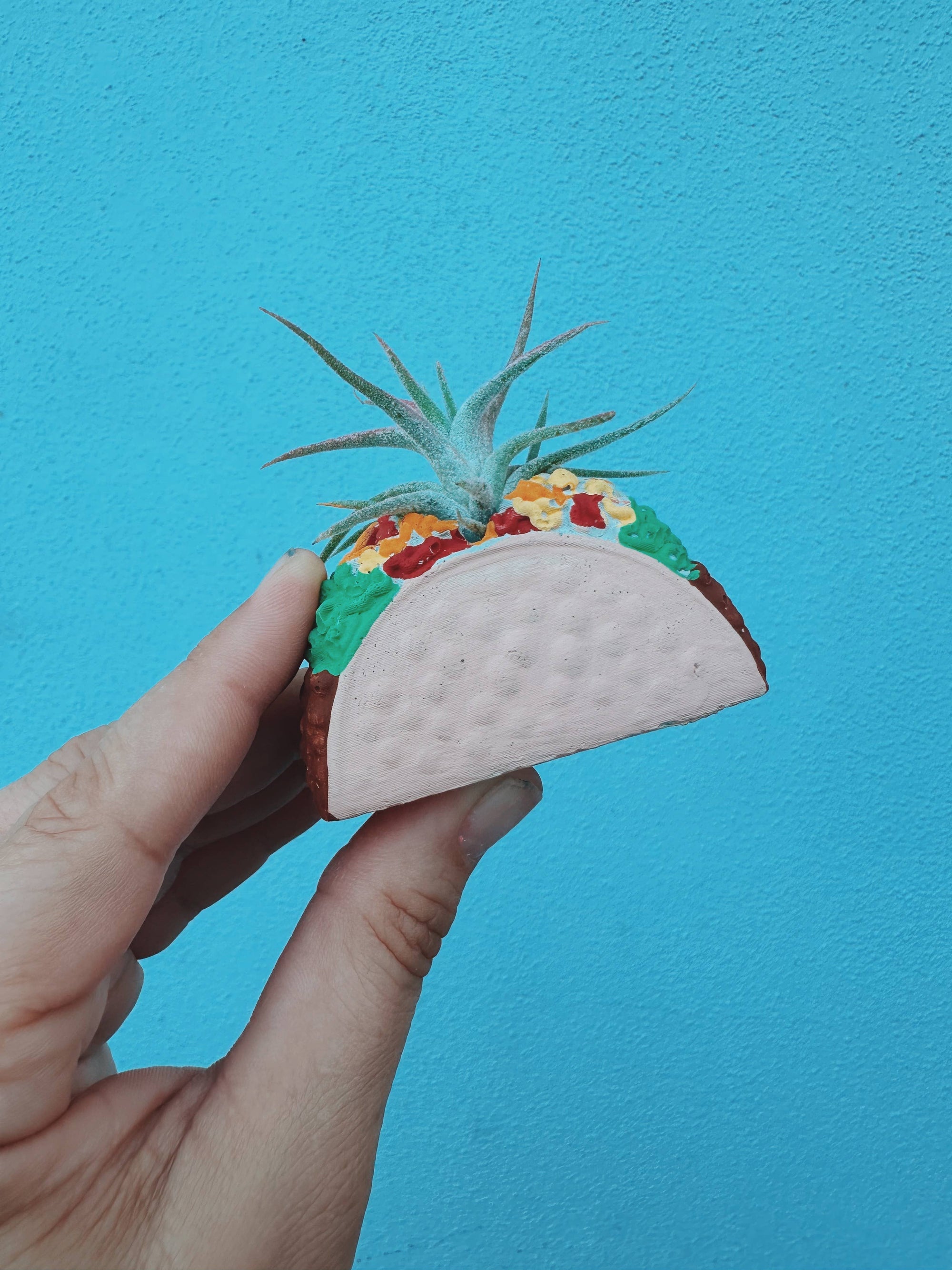 Taco Mini Planter with Air Plant