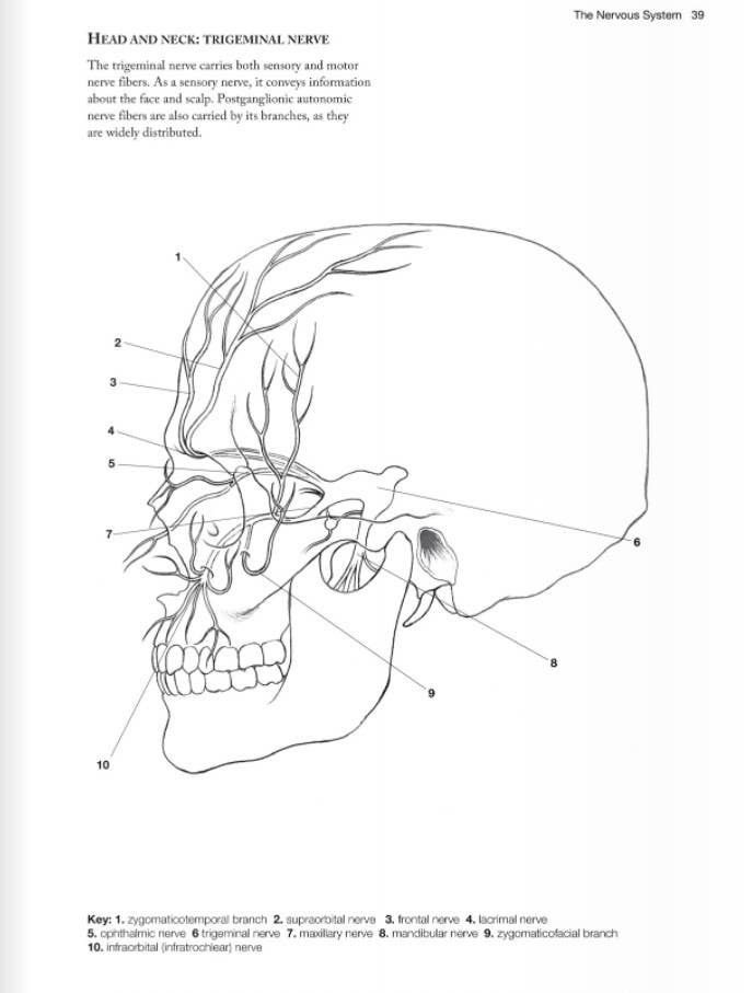 Anatomy Coloring Book