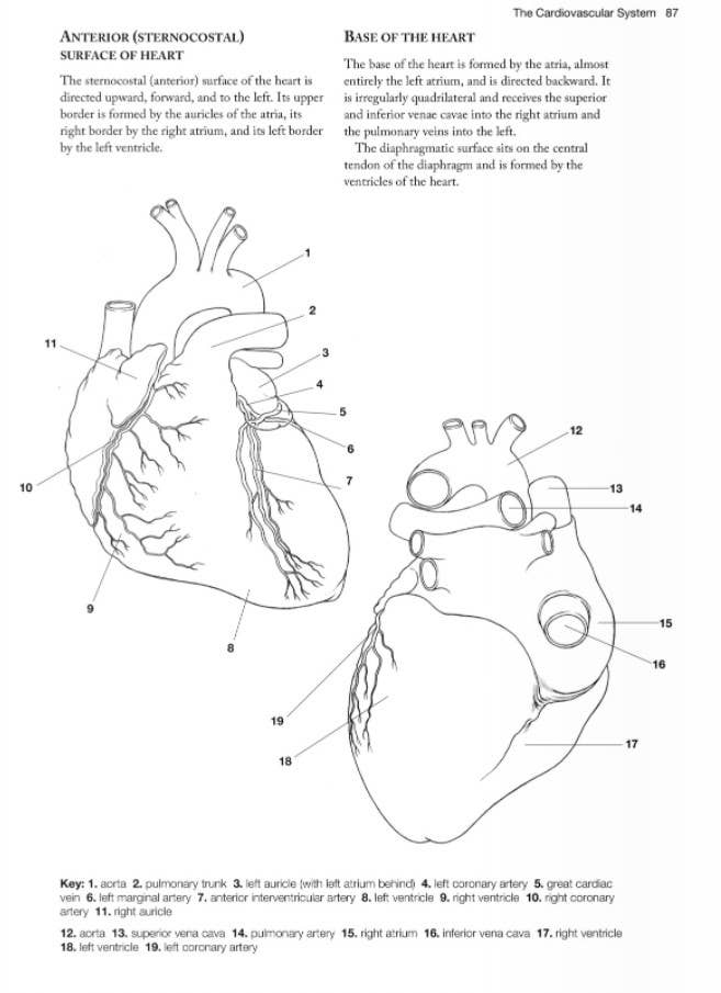Anatomy Coloring Book