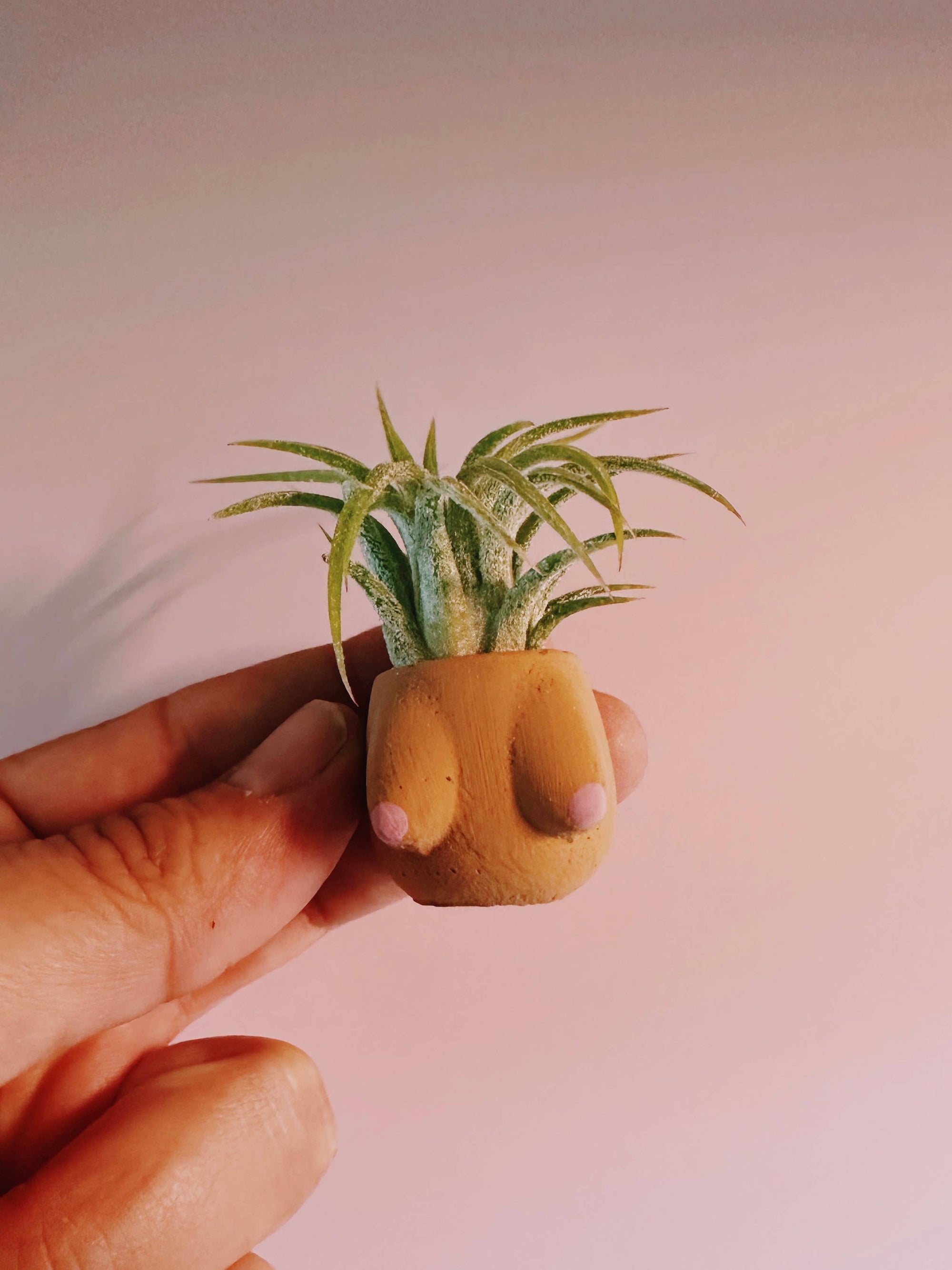 Daisy Boob Mini Plater and Air Plant