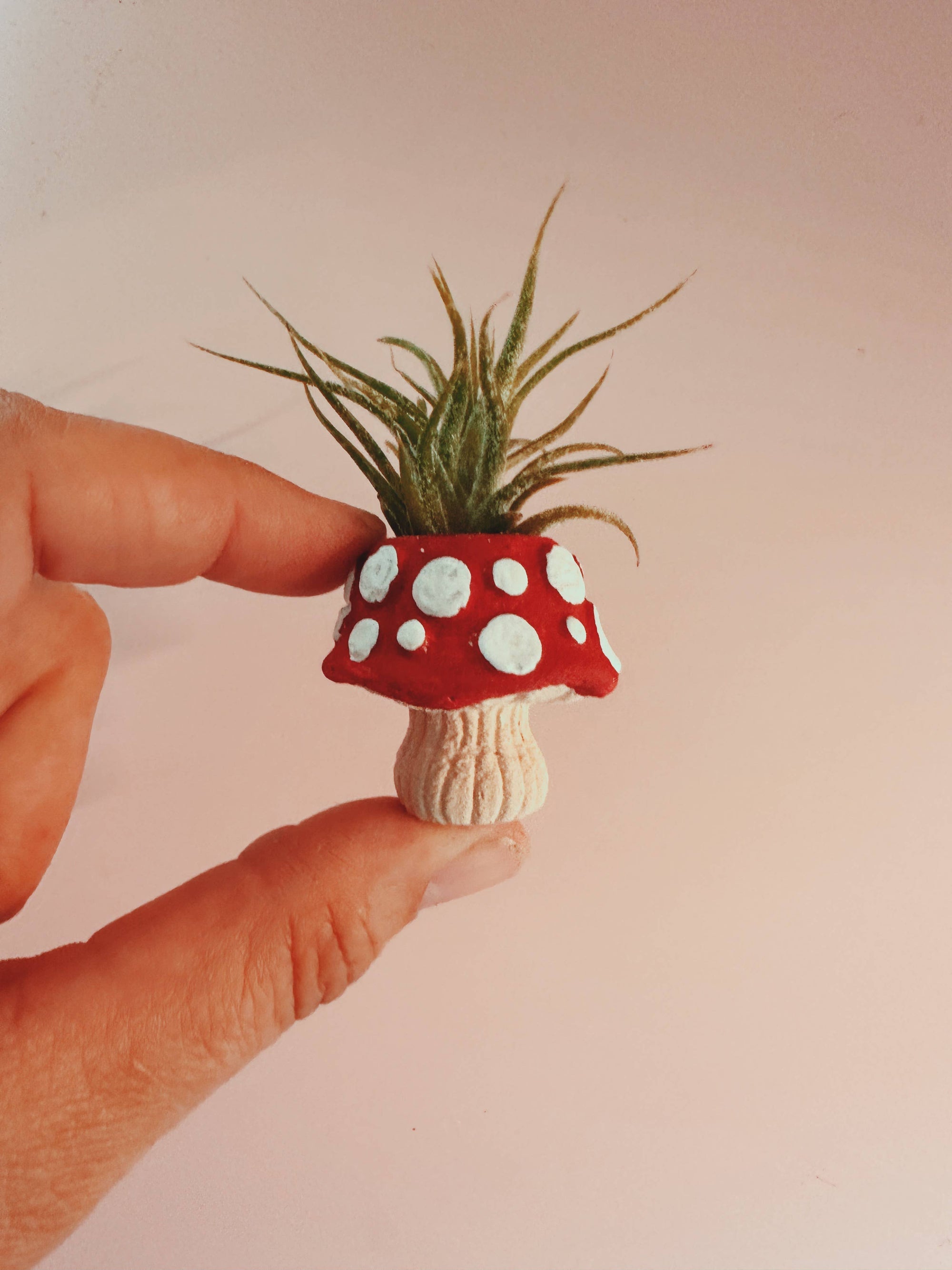 mushroom pot for plants Mushroom Fungi Mini Planter and Air Plant