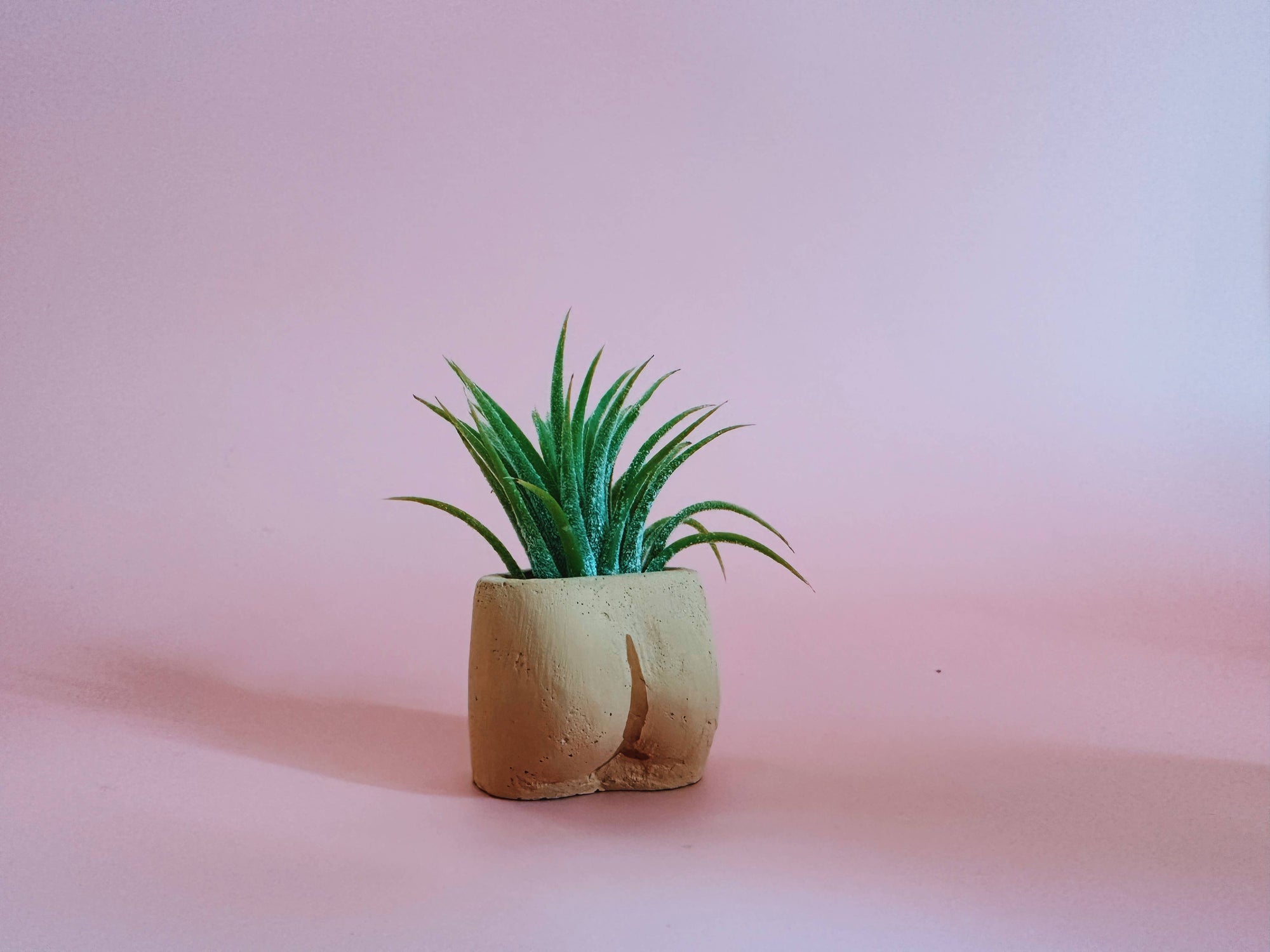In the Nude Mini Planter with Air Plant