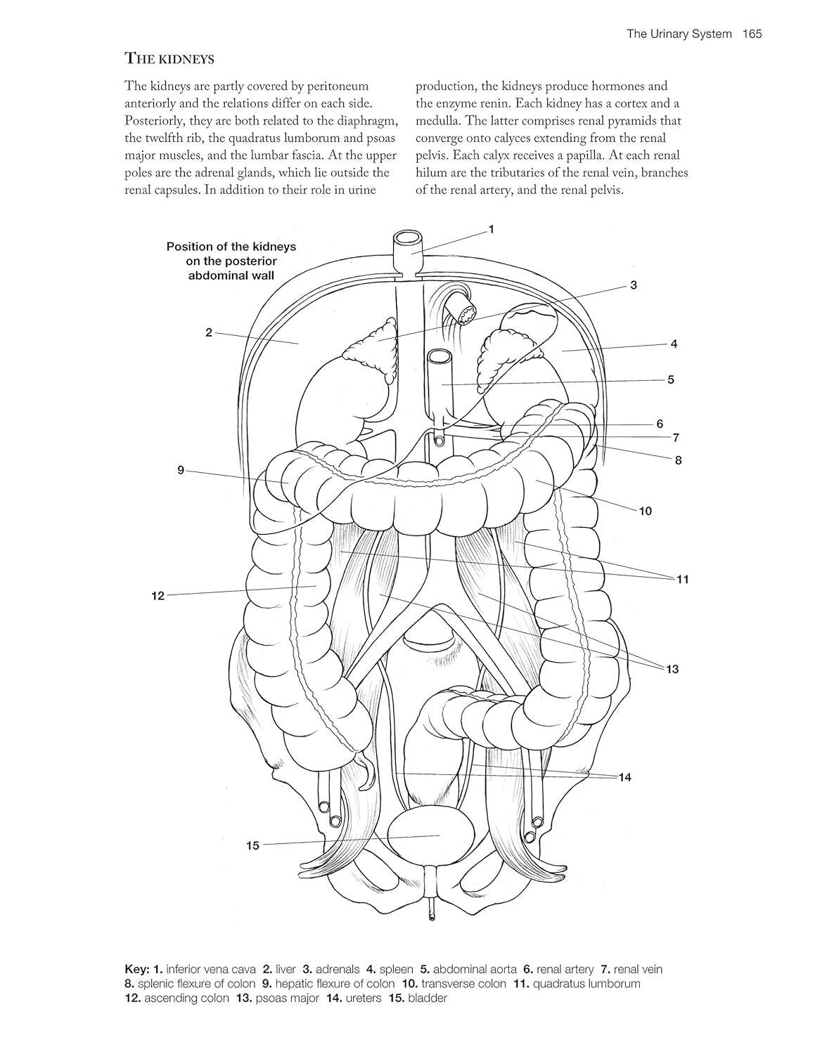 Complete Anatomy Coloring Book