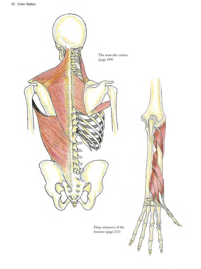 Anatomy Coloring Book