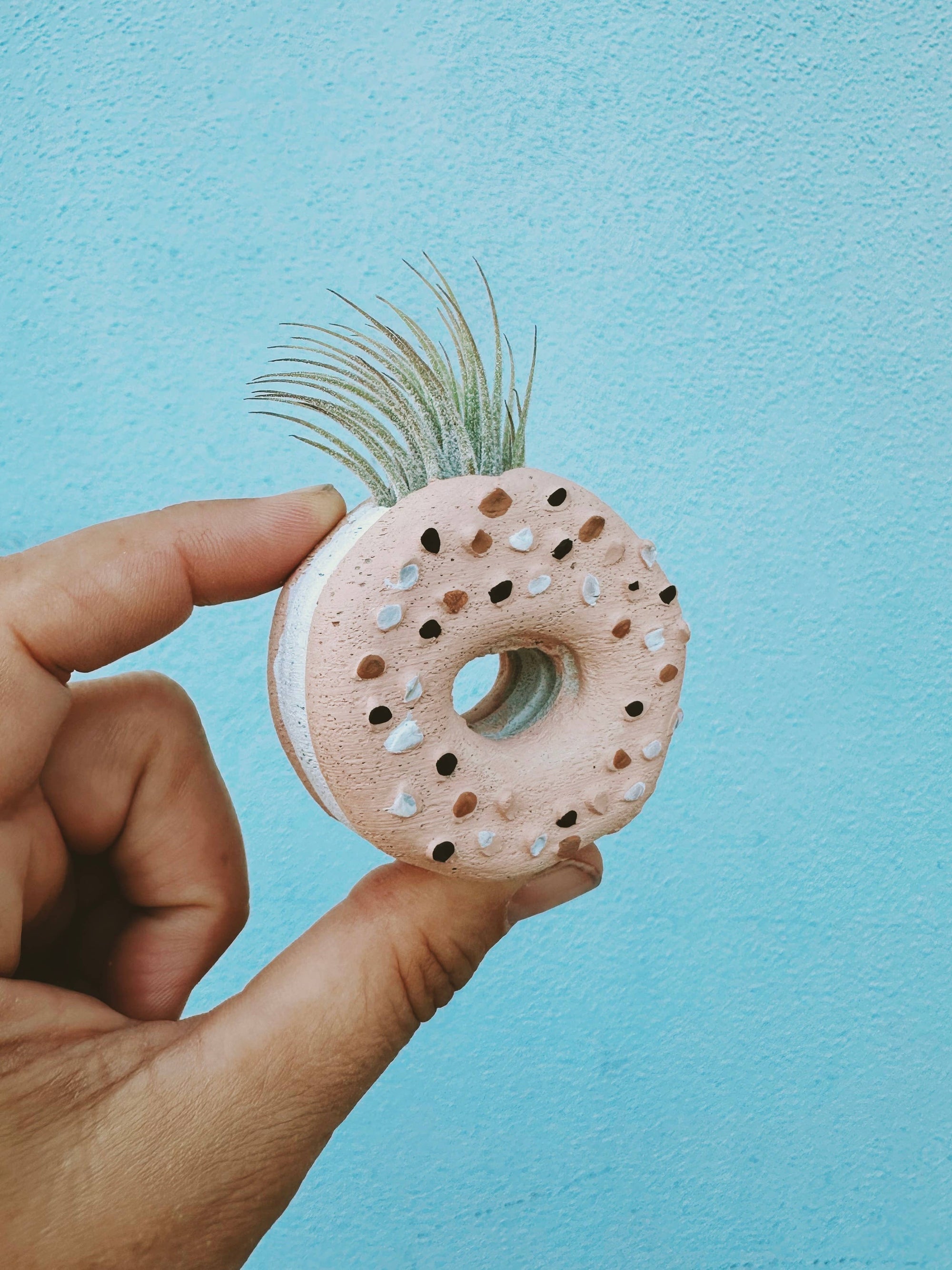Everything Bagel Mini Planter with Air Plant