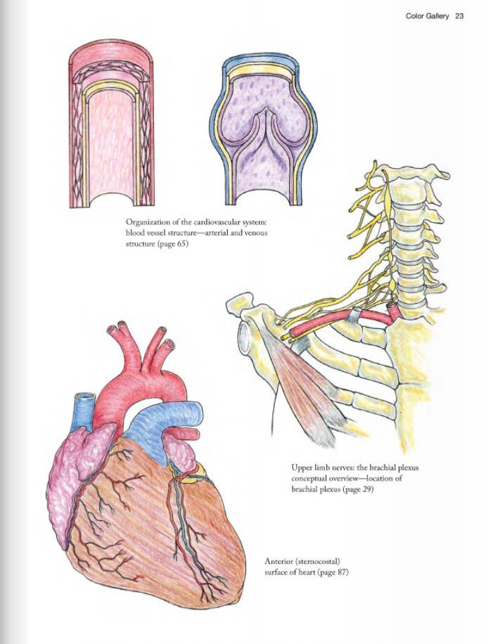 Anatomy Coloring Book