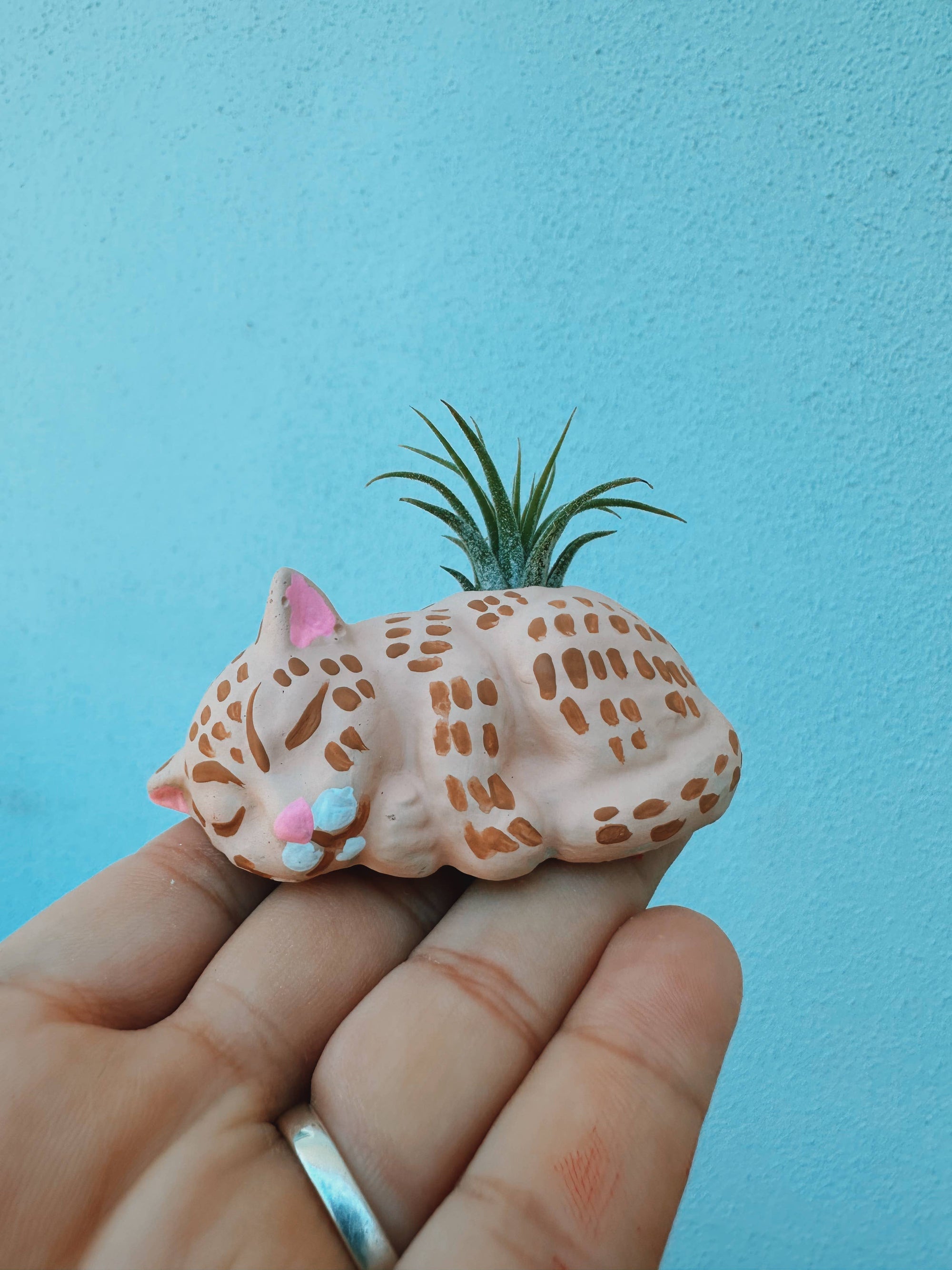 Cozy Cat Mini Planter with Air Plant