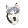 Flower Crown Husky Sticker